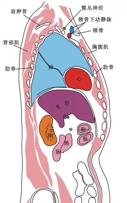胸腹部安全区带的划分