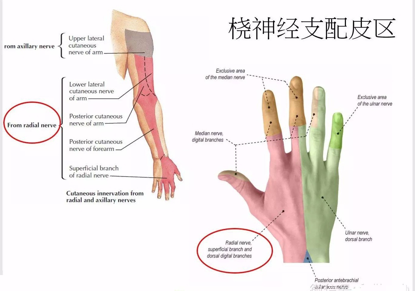 神经卡压综合征