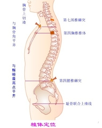 针刀定位之脊柱棘突与椎体