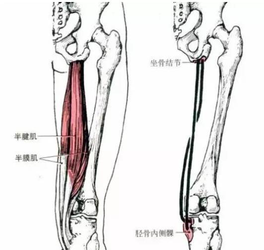 每日一“击”之半腱肌、半膜肌