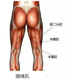 每日一“击”之半腱肌、半膜肌