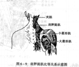 天民针刀肩胛提肌损伤