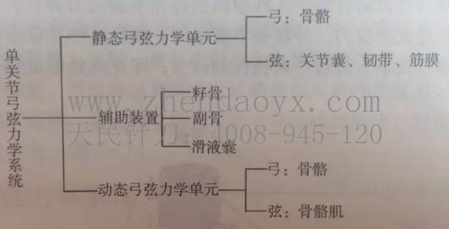 人体弓弦力学系统张天民