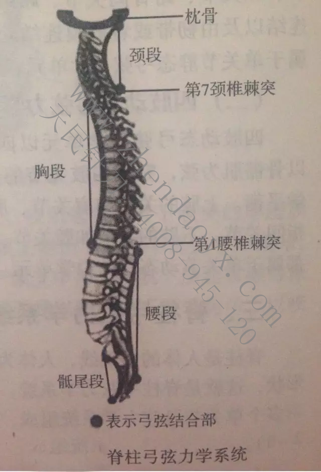 人体弓弦力学系统张天民