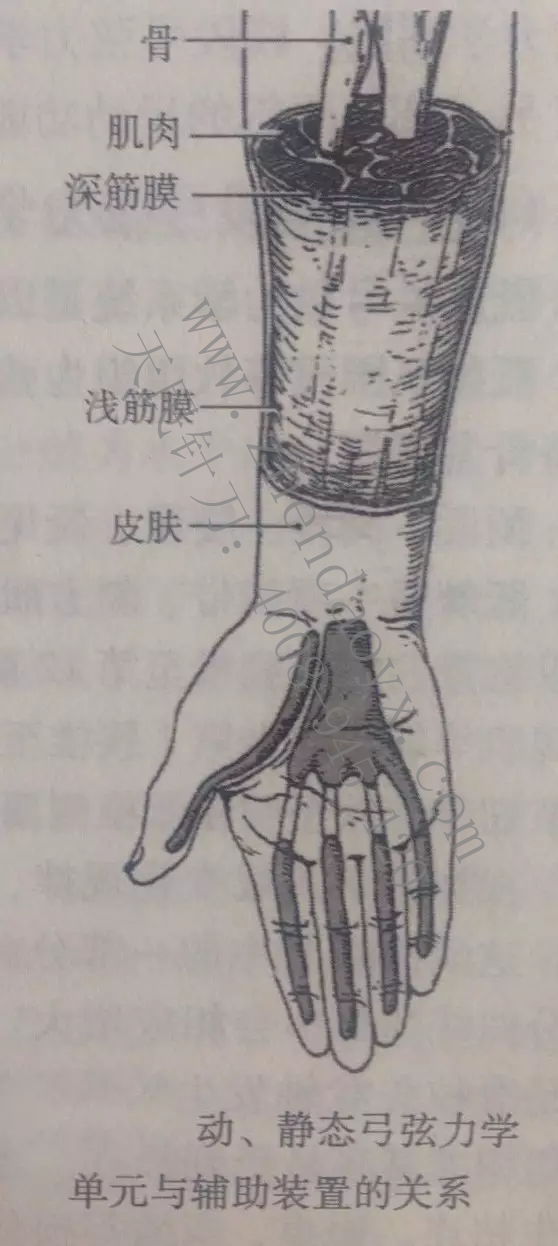 人体弓弦力学系统张天民