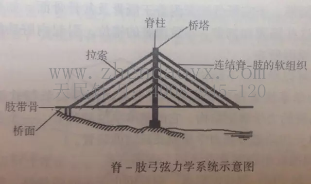 人体弓弦力学系统张天民