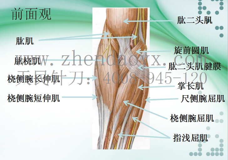 针刀治疗肘关节强直