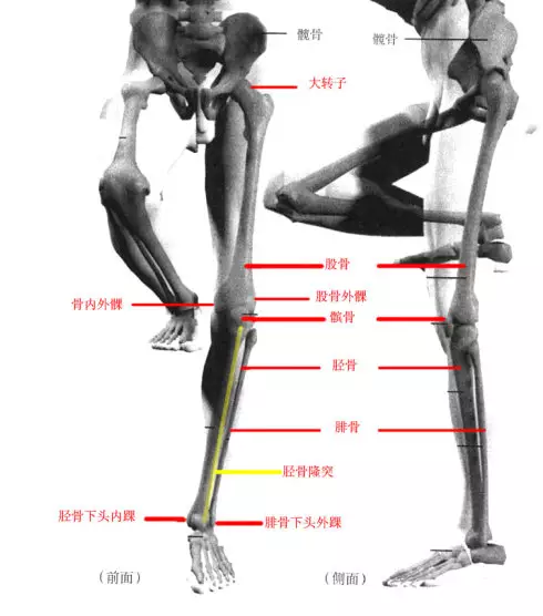 下肢结构解析