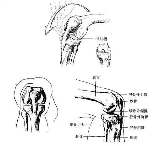 下肢结构解析