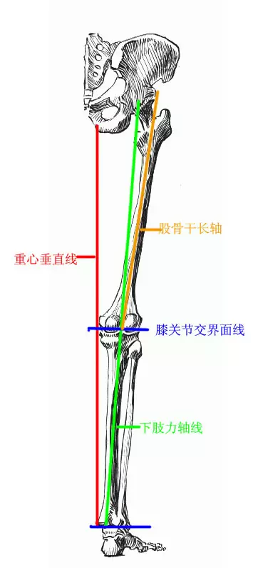 下肢结构解析