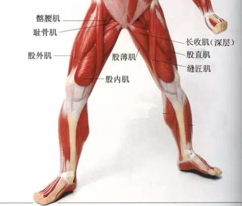 下肢结构解析