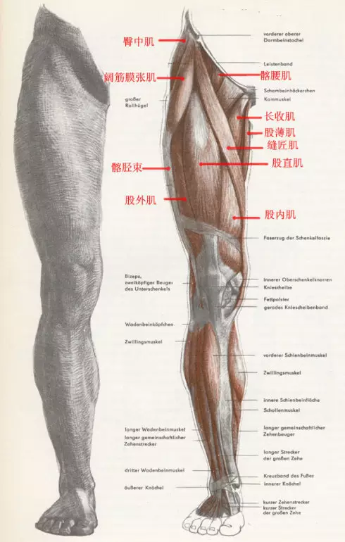 下肢结构解析