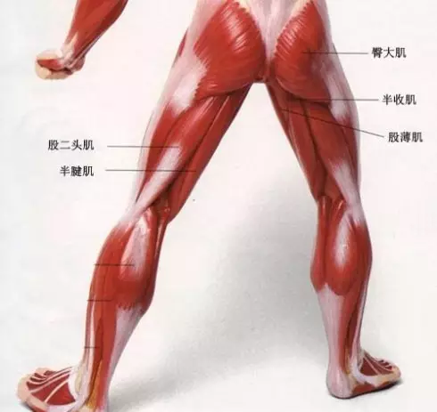 下肢结构解析
