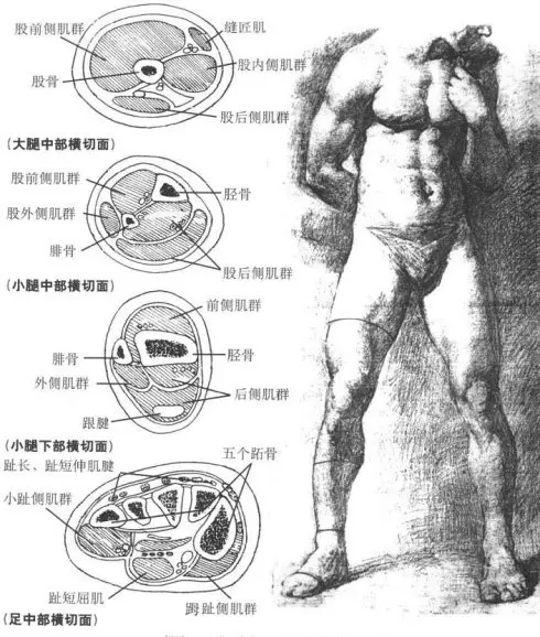 下肢结构解析