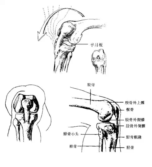 下肢结构解析