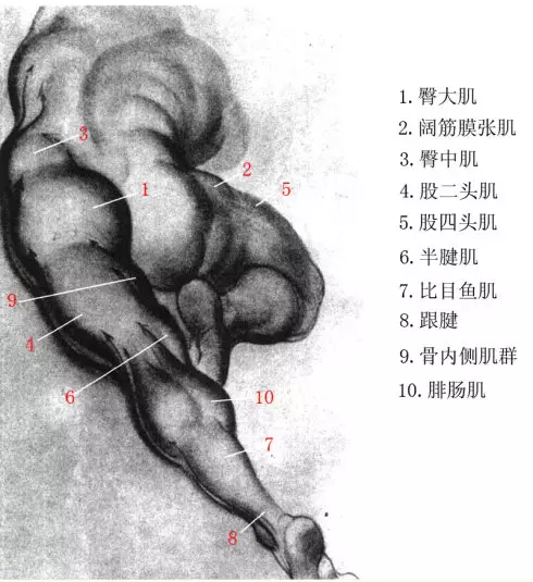 下肢结构解析