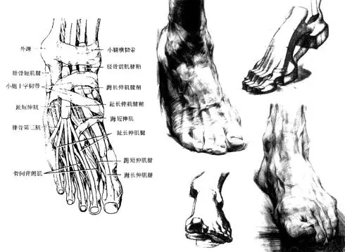 下肢结构解析