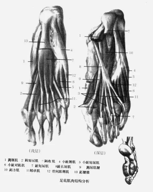 下肢结构解析