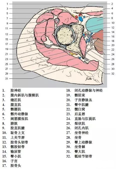 天民针刀髋关节解剖详细标注