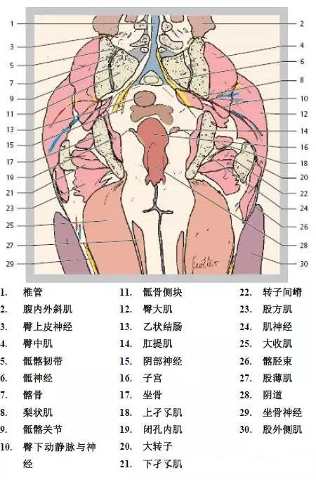 天民针刀髋关节解剖详细标注