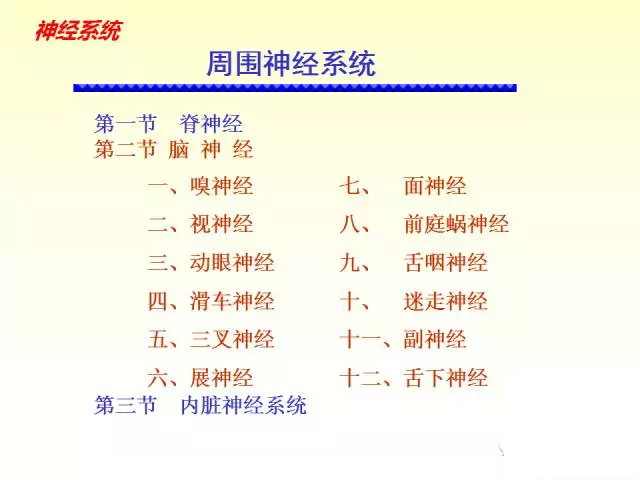 天民针刀脑神经解剖