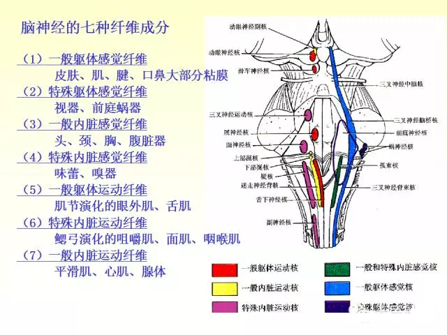 天民针刀脑神经解剖