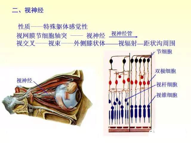 天民针刀脑神经解剖