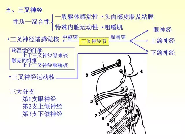 天民针刀脑神经解剖