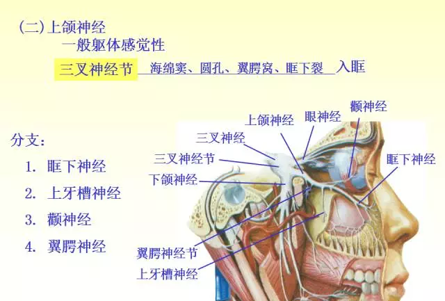 天民针刀脑神经解剖