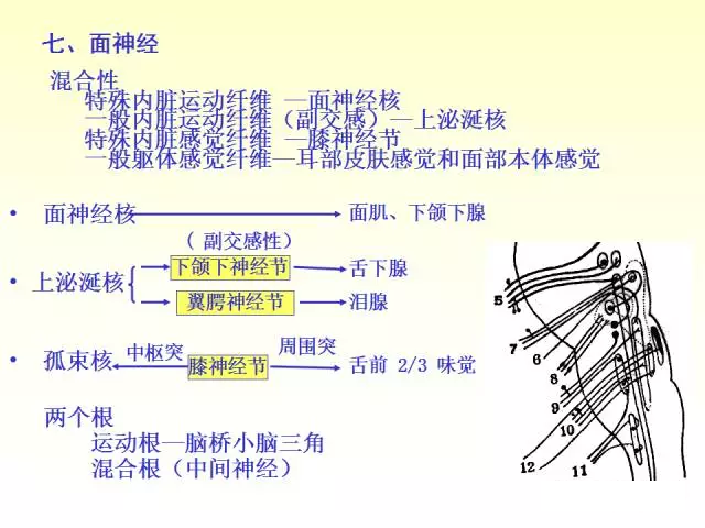 天民针刀脑神经解剖