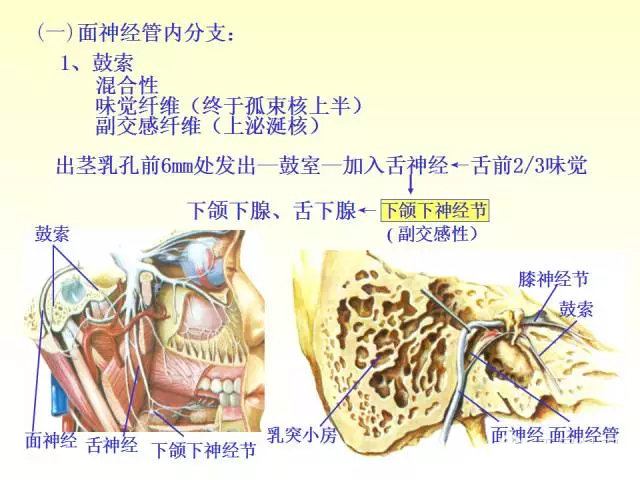 天民针刀脑神经解剖