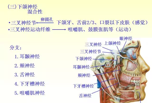 天民针刀脑神经解剖