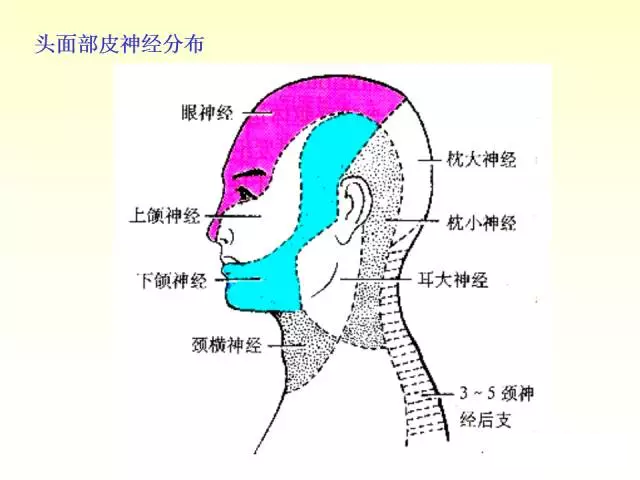 天民针刀脑神经解剖