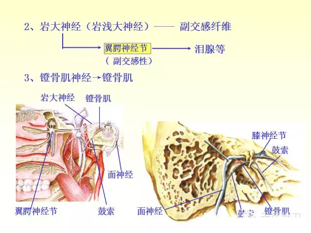 天民针刀脑神经解剖