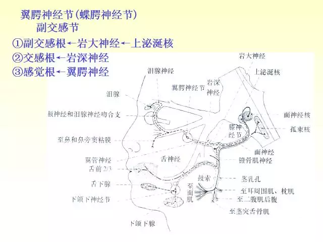 天民针刀脑神经解剖