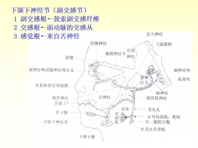 天民针刀脑神经解剖