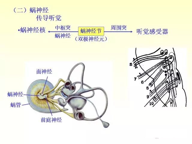 天民针刀脑神经解剖