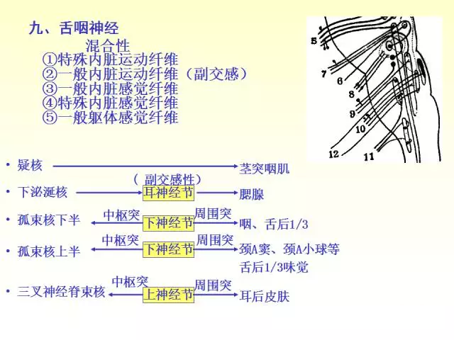 天民针刀脑神经解剖