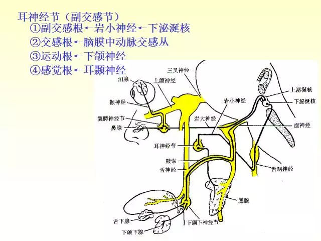 天民针刀脑神经解剖