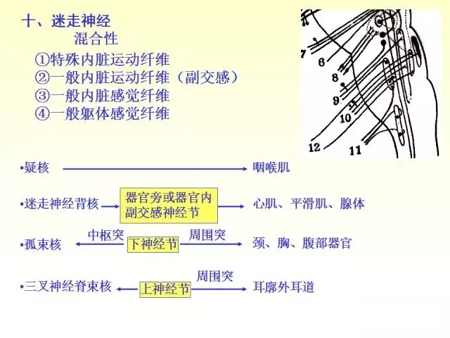 天民针刀脑神经解剖