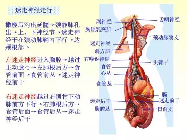 天民针刀脑神经解剖