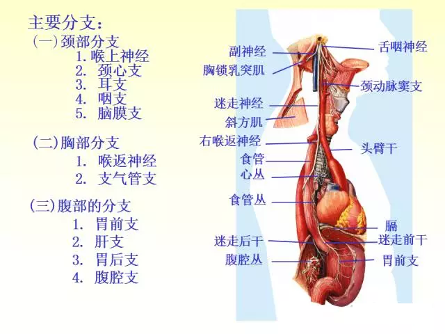 天民针刀脑神经解剖