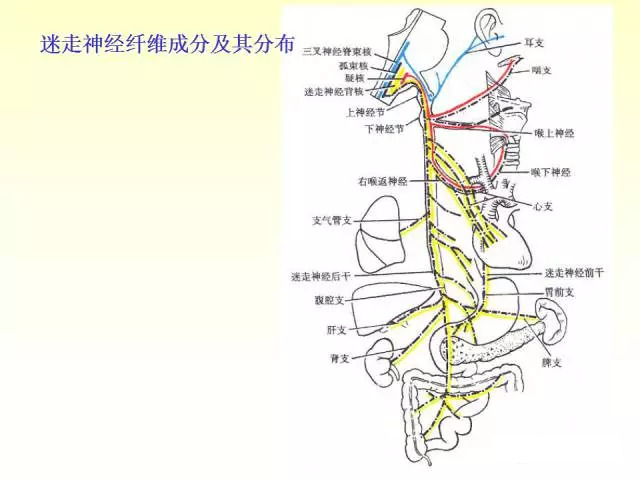 天民针刀脑神经解剖