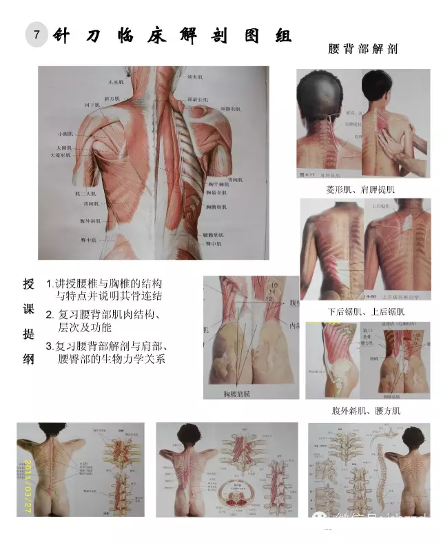 临床解剖图谱