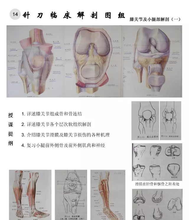 临床解剖图谱