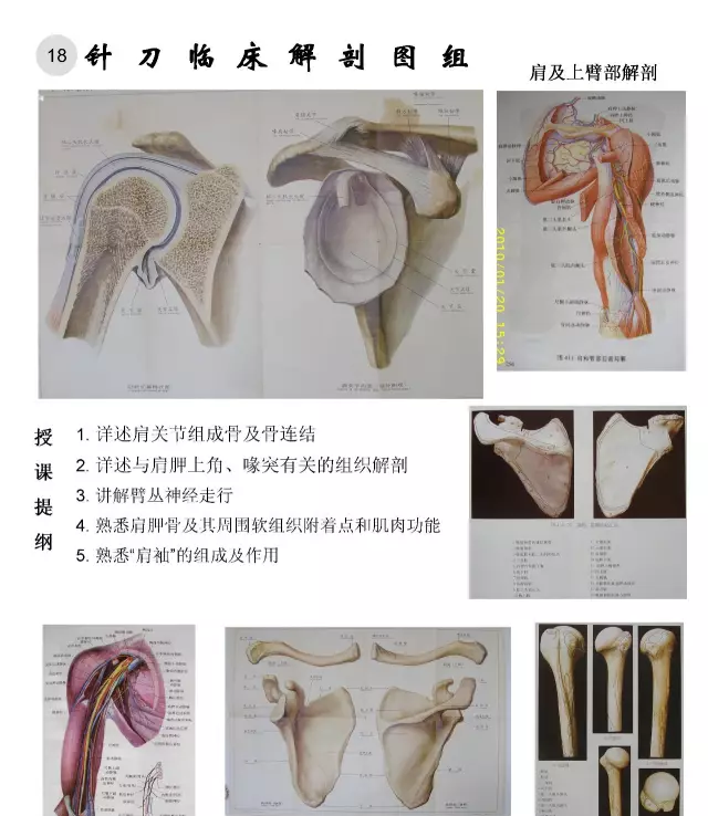 临床解剖图谱