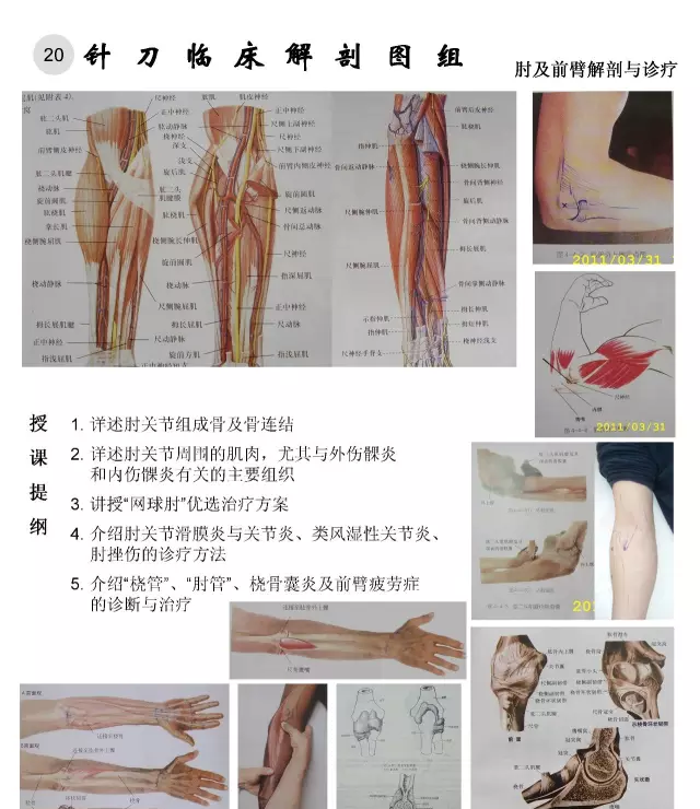 临床解剖图谱