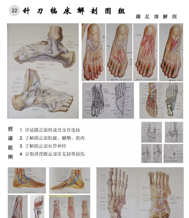 临床解剖图谱
