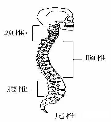 人体的206块骨骼
