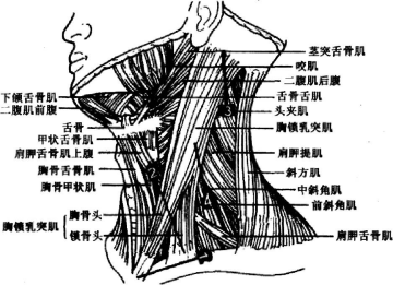 胸锁乳突肌肌腱炎